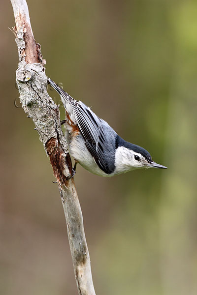 White-breasted Nuthatch © Russ Chantler